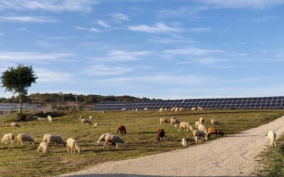 Texla asumirá la puesta en servicio de tres plantas fotovoltaicas de BNZ de 80 MW de potencia