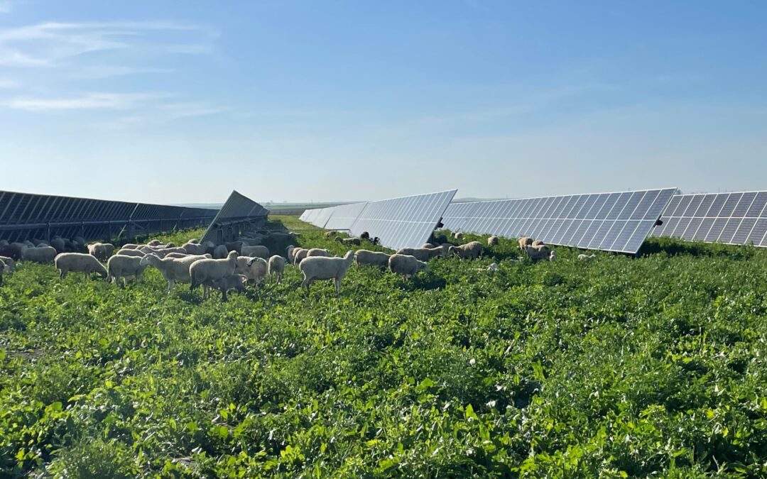 Compromiso ambiental: Texla gestiona la sostenibilidad en 59 proyectos de energía renovable