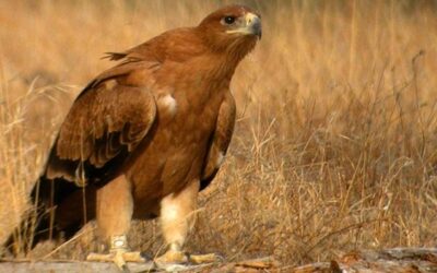 Jerez acoge un encuentro internacional sobre el águila imperial ibérica y otras grandes rapaces impulsado por la Fundación Migres, Statkraft y Texla Renovables