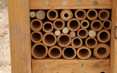 Hoteles para insectos: una medida para favorecer la biodiversidad en proyectos fotovoltaicos